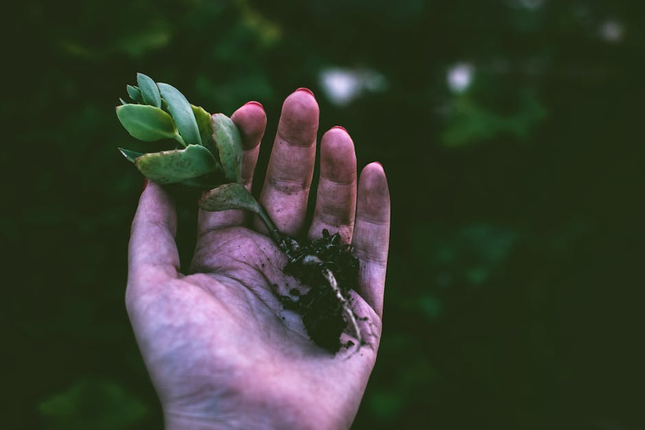 A hand gently holding a small succulent plant with soil outdoors.