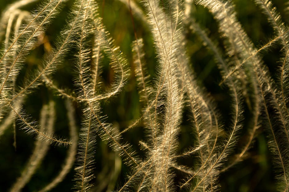 A close-up of silvery miscanthus grass illuminated by sunlight, showcasing its delicate texture.