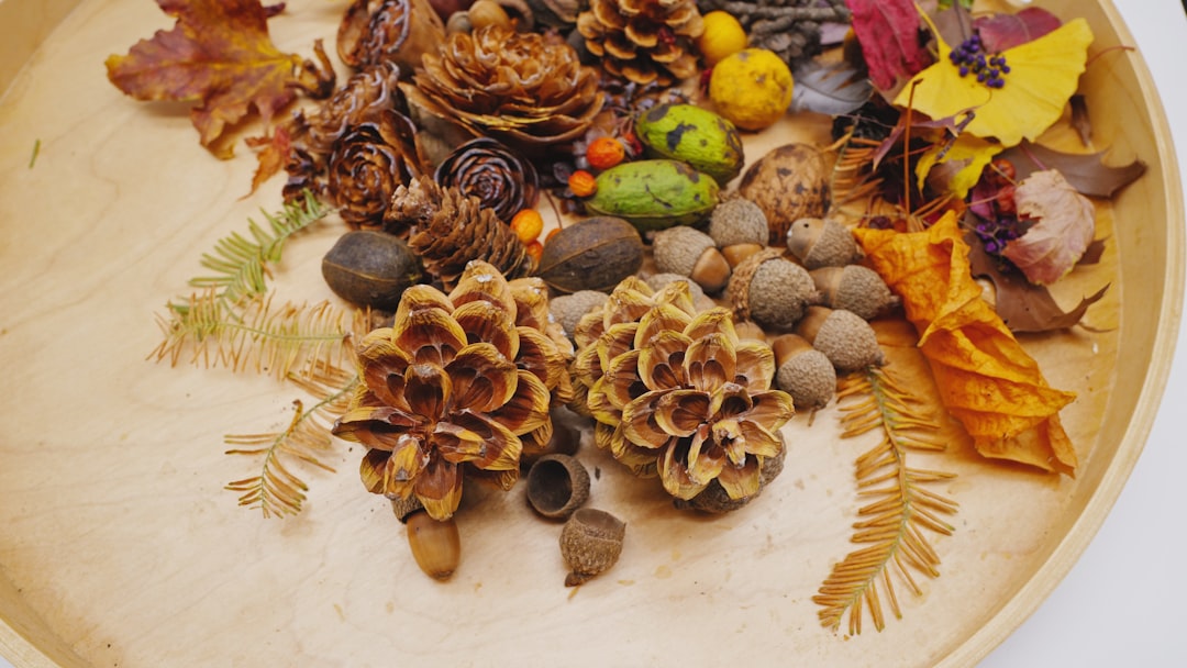 a group of pine cones and pine cones on a white surface