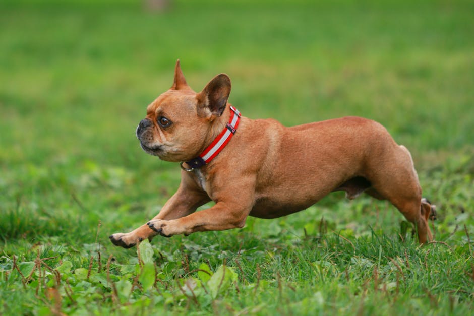 Energetic French Bulldog running outdoors on a grassy field.
